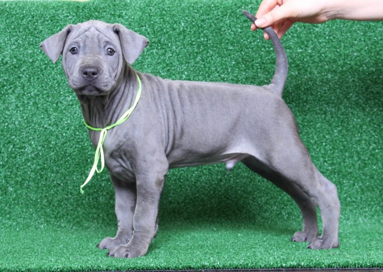 Веймаранер гладкошерстный