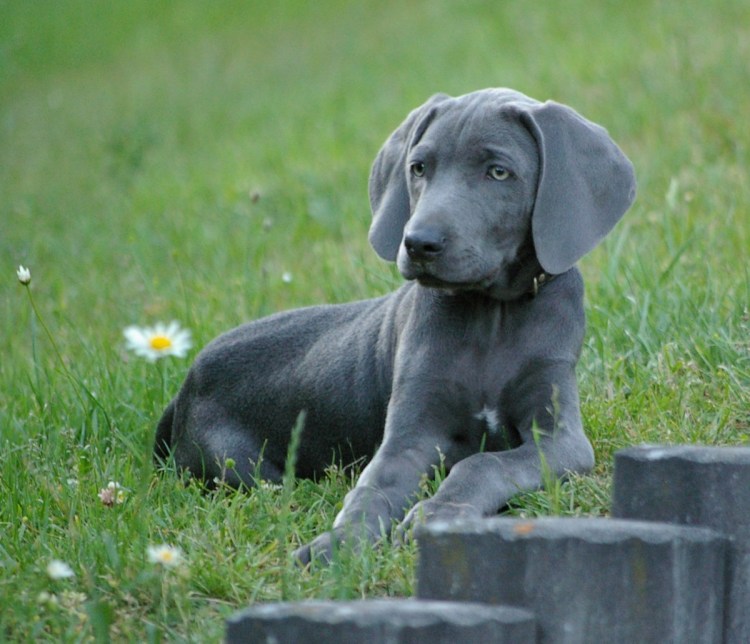 Веймаранер голубой