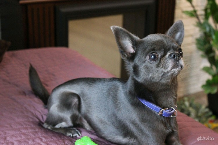 Ягдтерьер гладкошерстный