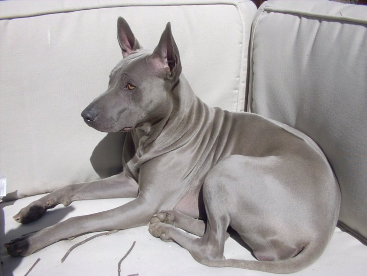 Немецкий дог голубой