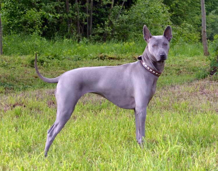 Веймаранер голубой