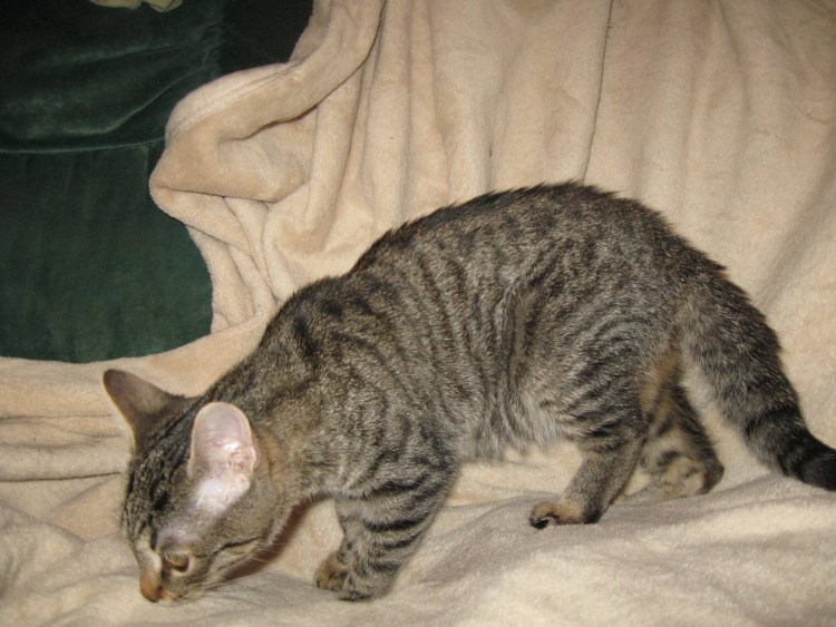 Рахит у кота