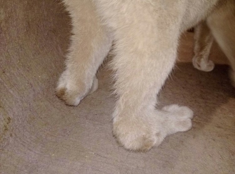 Коричневые пятна у кота на животе