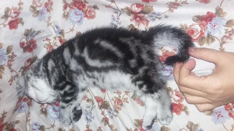 Рахит у котят