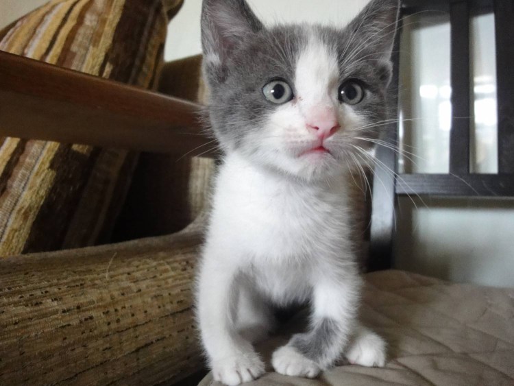 Рахит у котят фото