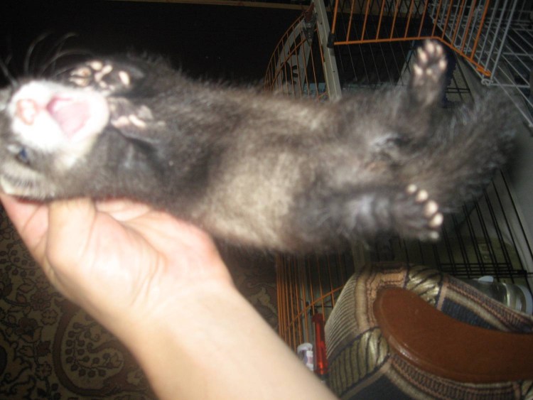 Рахит у котят