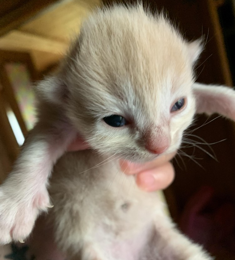 Кошка передние лапы короткие задние длинные