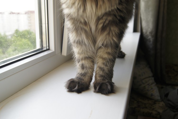 Рахит у кота