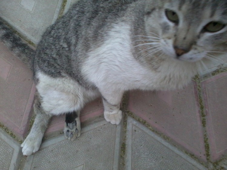 Рахит у котят