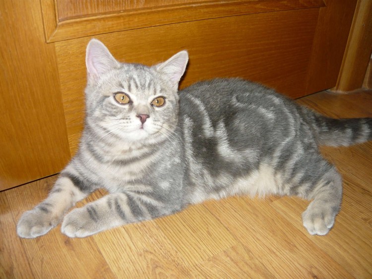 Полуторамесячный котенок