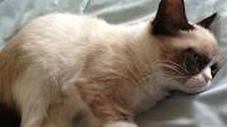 Рахит у котят фото