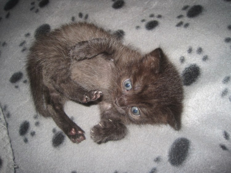 Коронавирусный перитонит у кошек