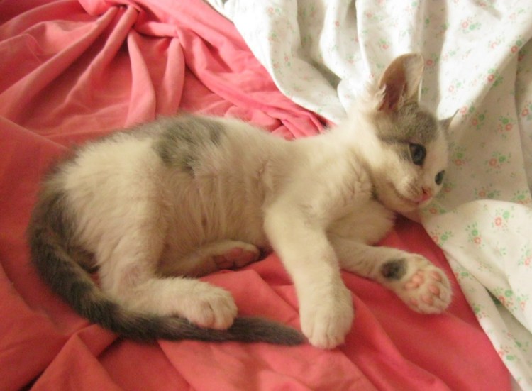 Рахит у котят фото