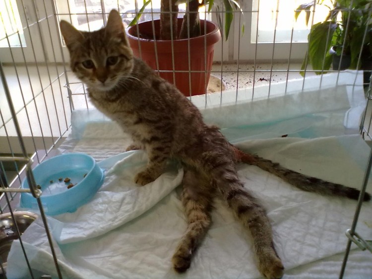 Поведение кошки