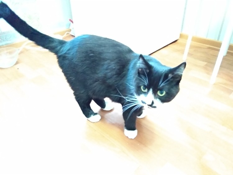 Симптомы мочекаменной болезни у котов и кошек