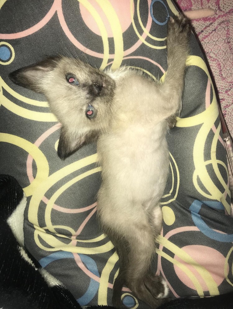 Котята больные рахитом