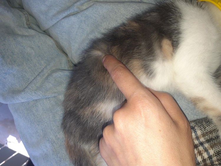 Самка хорька