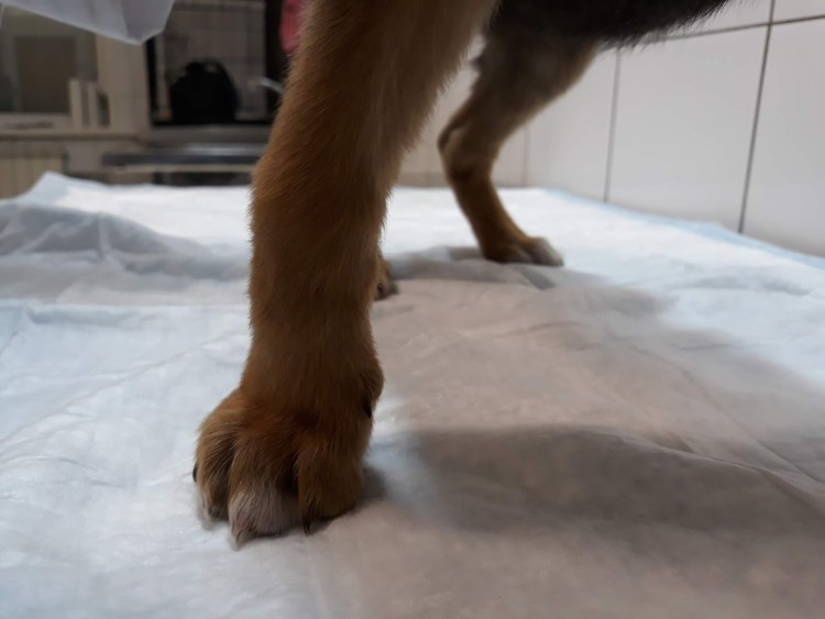 Плюсна у кошки