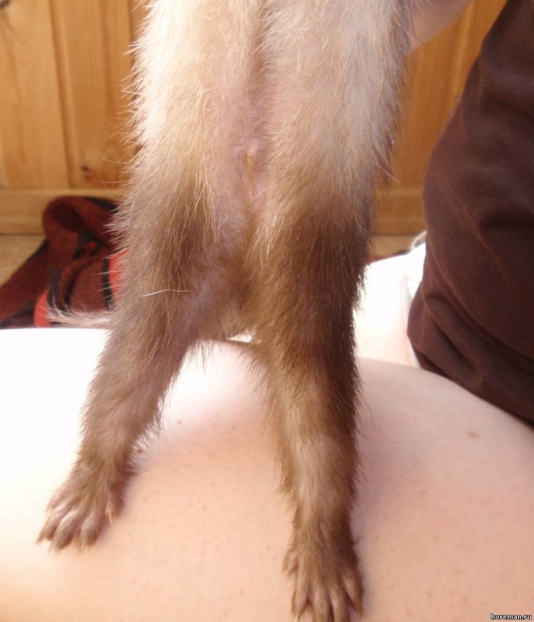 Как определить пол котенка