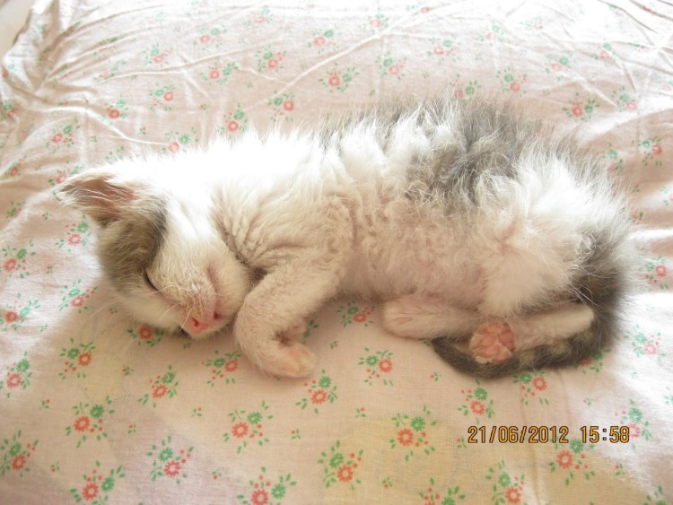 Рахит у котят