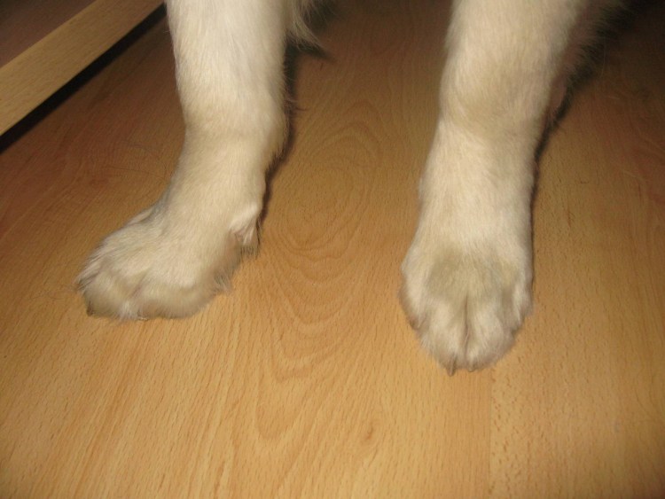 Гиперпаратиреоз у котят