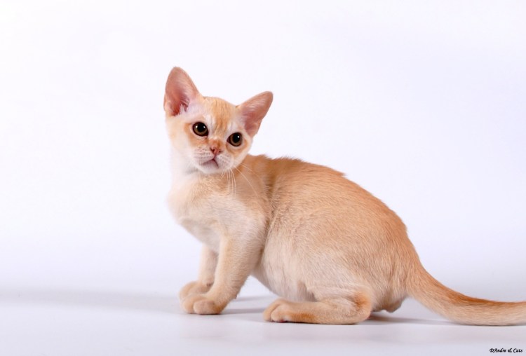 Рахит у трехнедельных котят