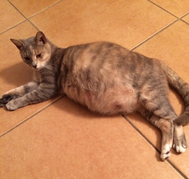 Кошки маленькие пушистые домашние