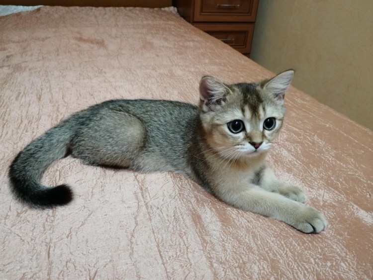 Котята с вывернутыми задними лапами