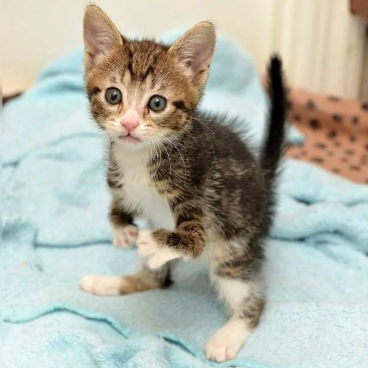 Как определить бешенство у кота