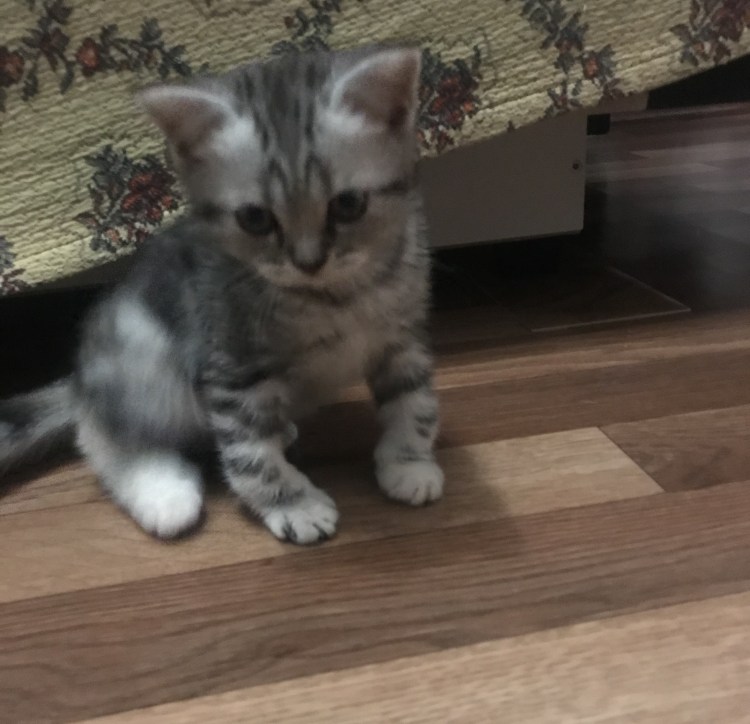 Почечная недостаточность котята