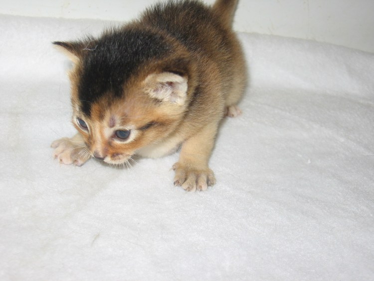 Рахит у кота