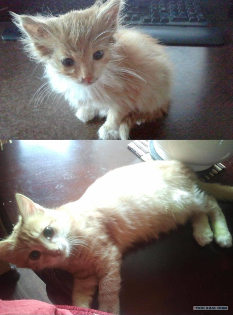 Рахит у кота