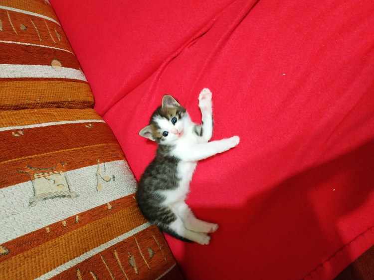 Остеохондродисплазия шотландских вислоухих