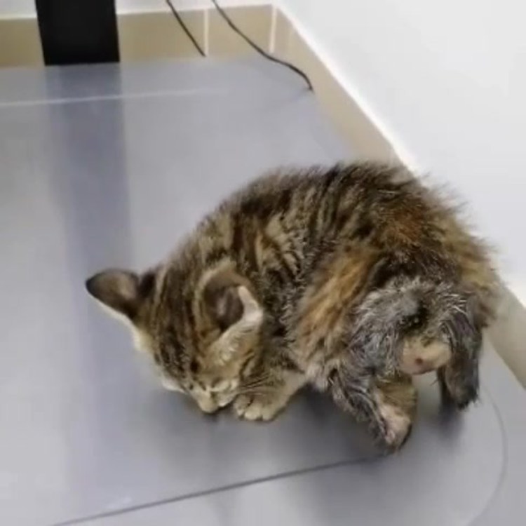 Половые органы хорьков