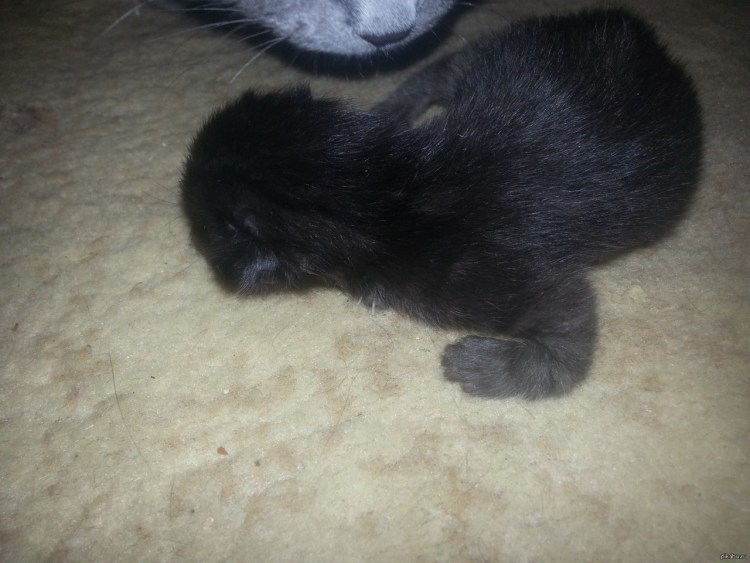 Рахит задних лап у котят