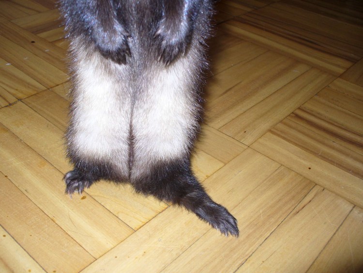 Рахит у котят