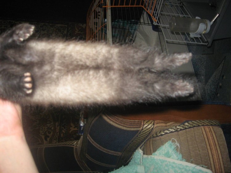 Искривление лап у котенка