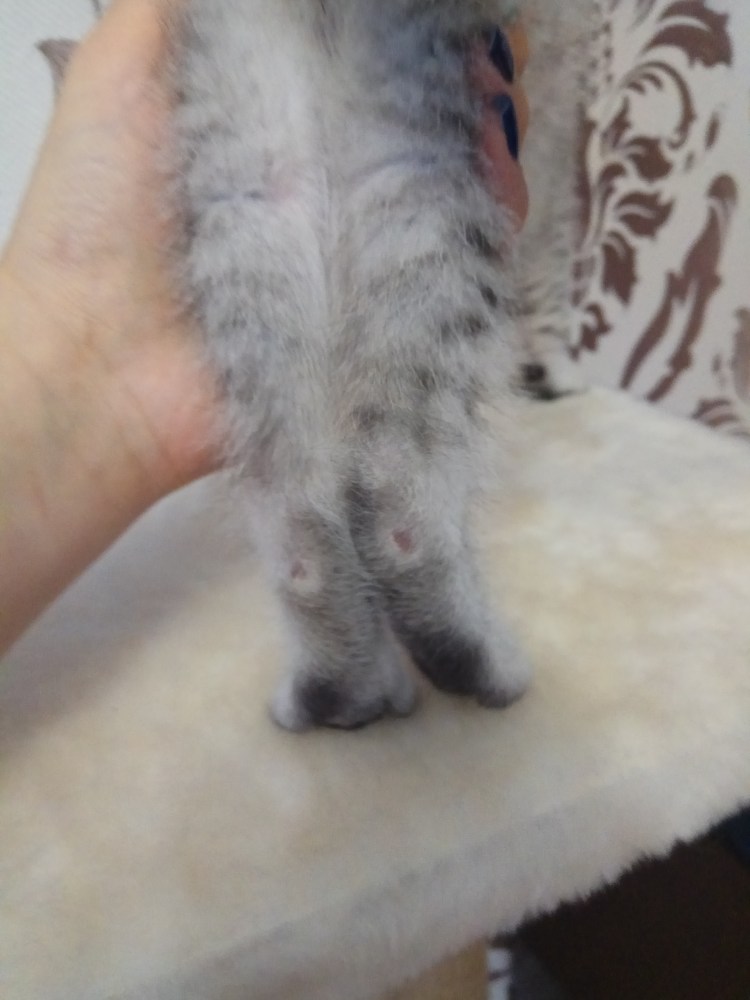 Кожные заболевания у кошек