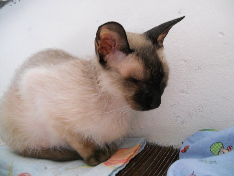 Видео про котят очень маленьких