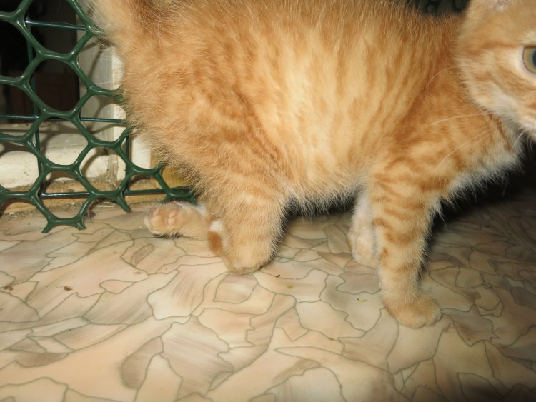 Рахит у котят