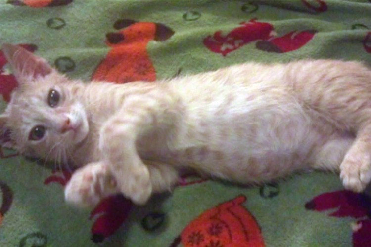 Рахит у кота