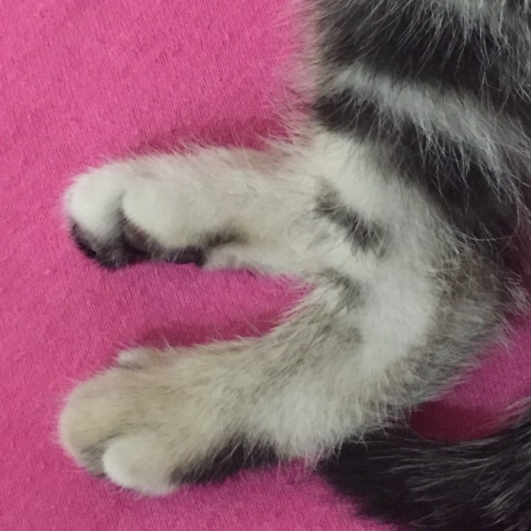 Рахит у кота