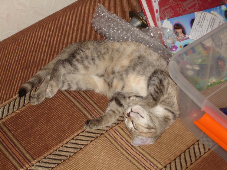 У кота кривые передние лапы