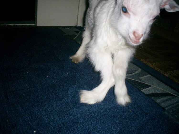 Рахит передних лап у щенка