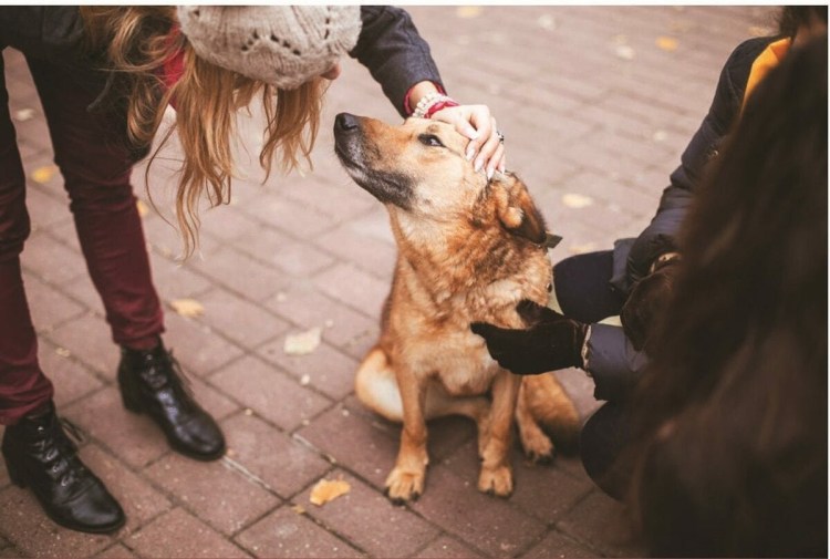 Собака на улице
