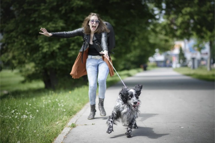 Щенок мальчик