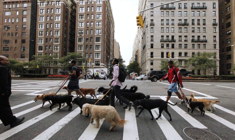 Нью Йорк парк для собак
