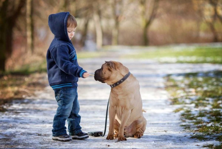 Бездомные животные на улице