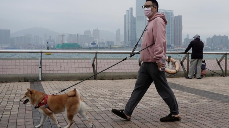 Зимняя прогулка с собакой