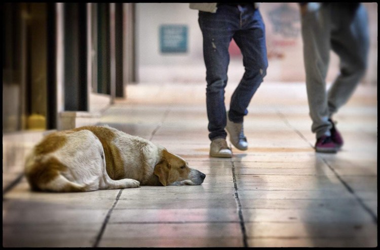 Дрессировка сибирской хаски